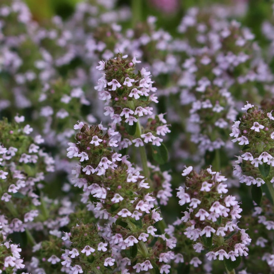 Тимьян ползучий чабрец Богородская трава
