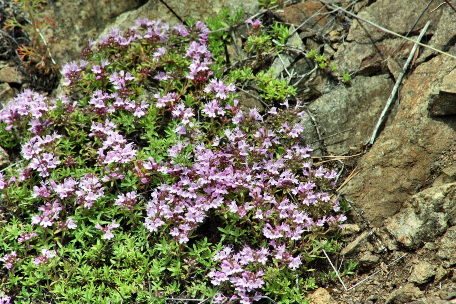 Тимьян ползучий Богородская трава