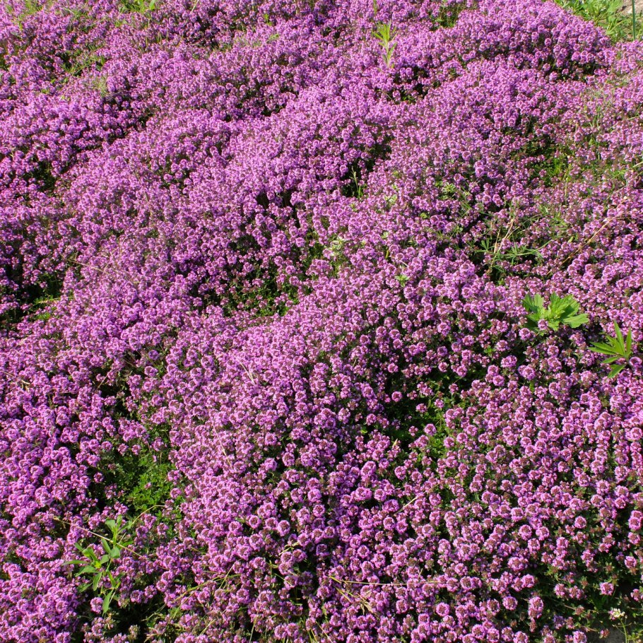 Тимьян ползучий Богородская трава