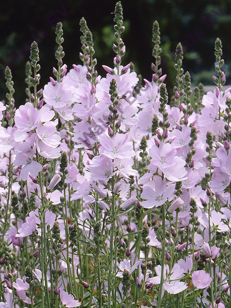 Сидальцея орегано бриллиант