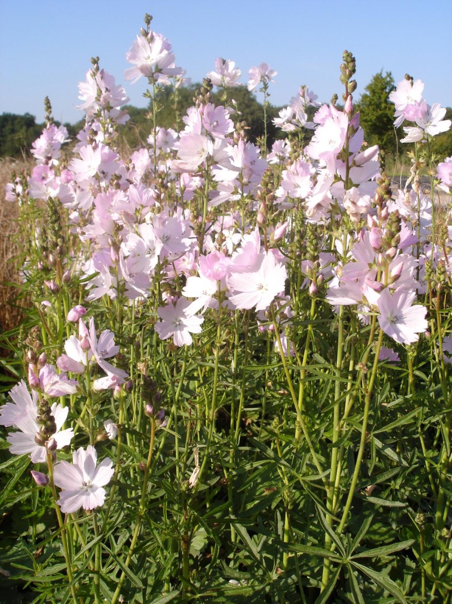 Сидальцея многолетник