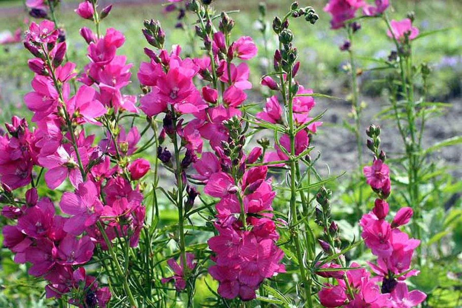 Сидальцея Элси Хью