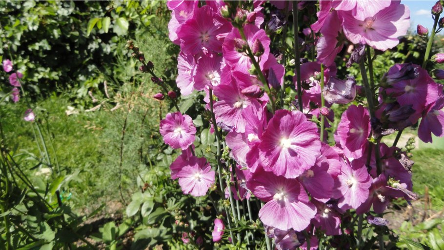 Сидальцея бриллиант