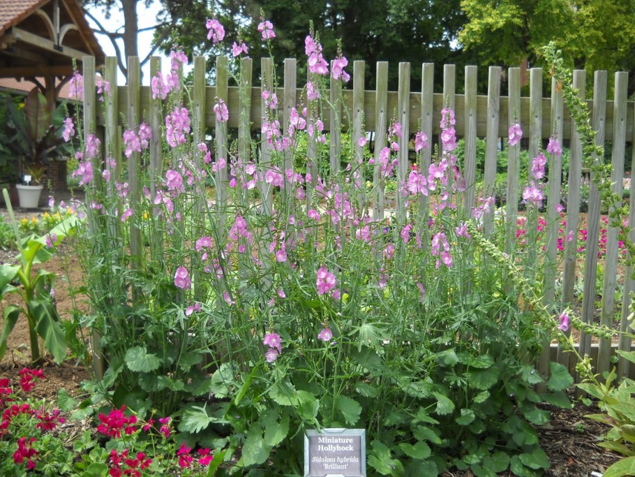 Сидальцея мальвоцветковая пати герл