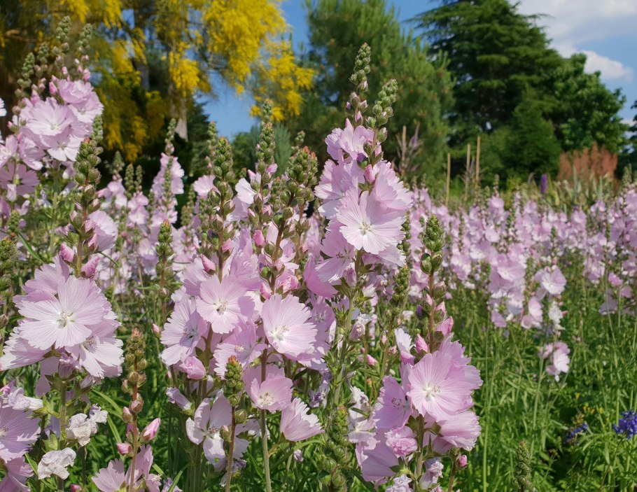 Сидальцея Орегонская бриллиант