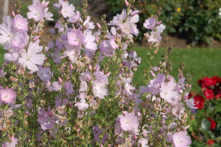 Сидальцея мальвоцветковая пати герл