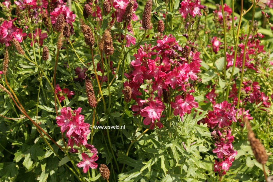 Сидальцея Орегонская бриллиант