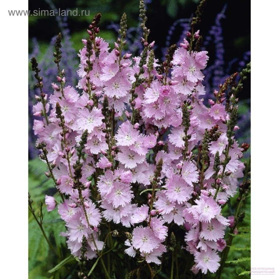 Сидальцея семена