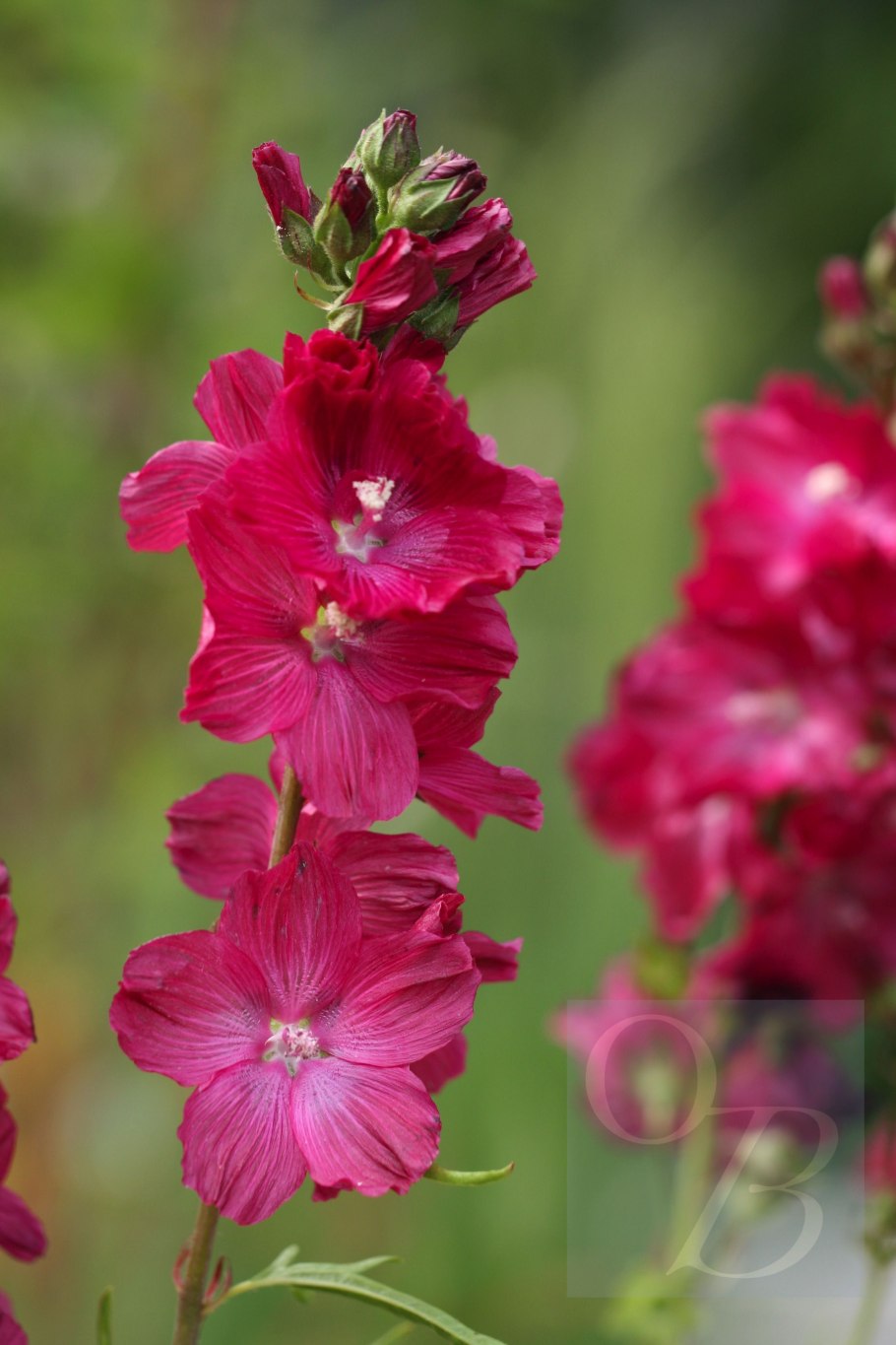 Сидальцея орегано бриллиант