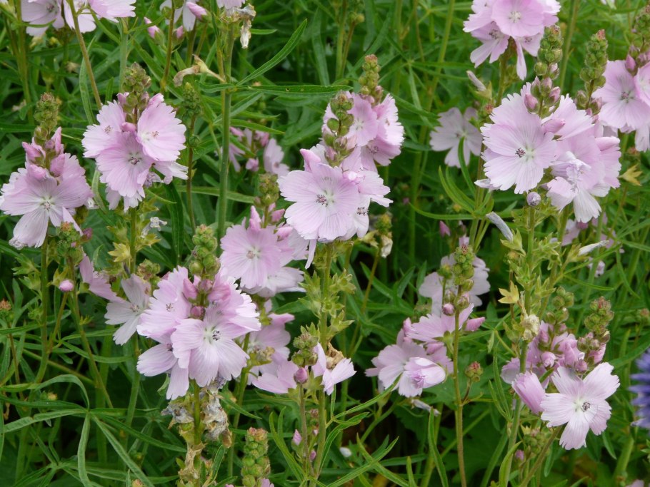 Сидальцея Орегонская бриллиант