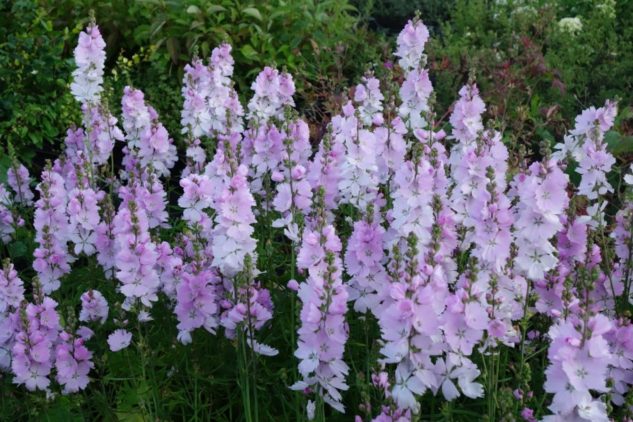 Сидальцея Эльза Хьюдж