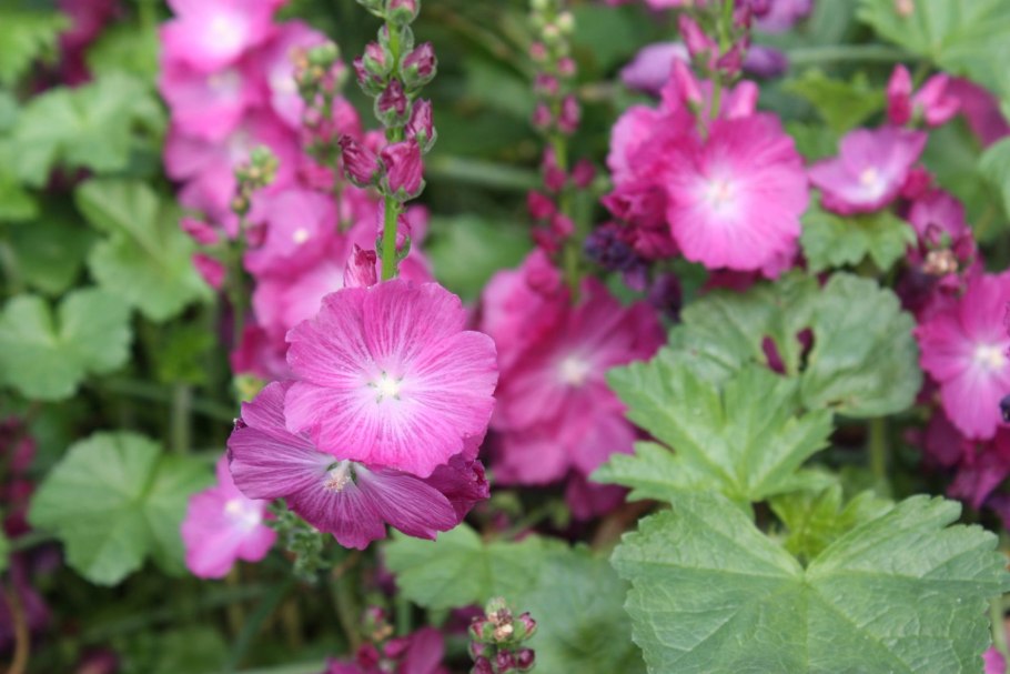 Сидальцея белоснежная