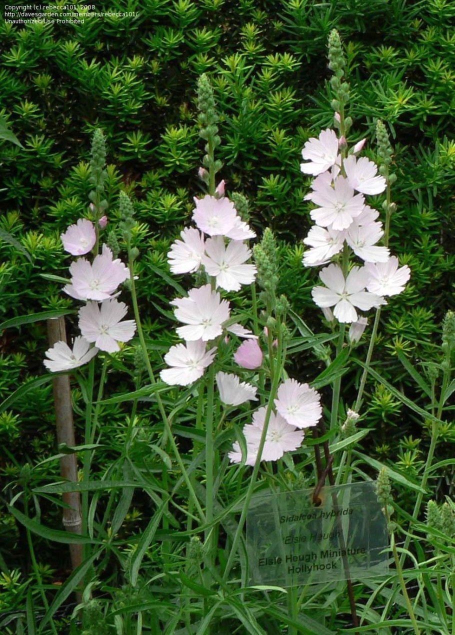 Сидальцея Элси Хью