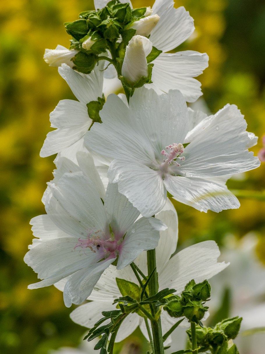 Сидальцея Орегонская бриллиант