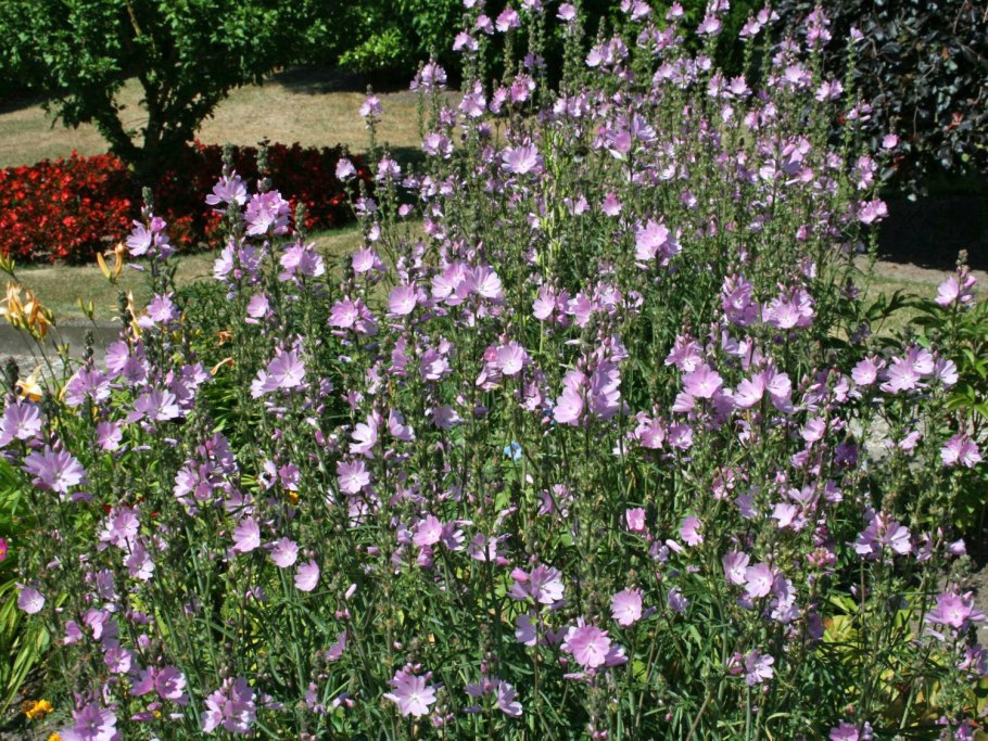 Сидальцея Элси Хью