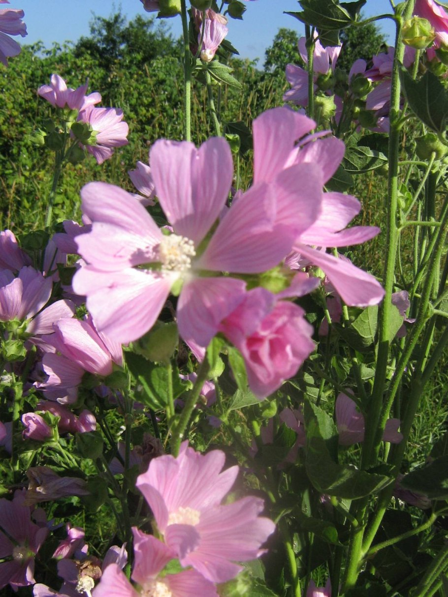 Сидальцея Элси Хью