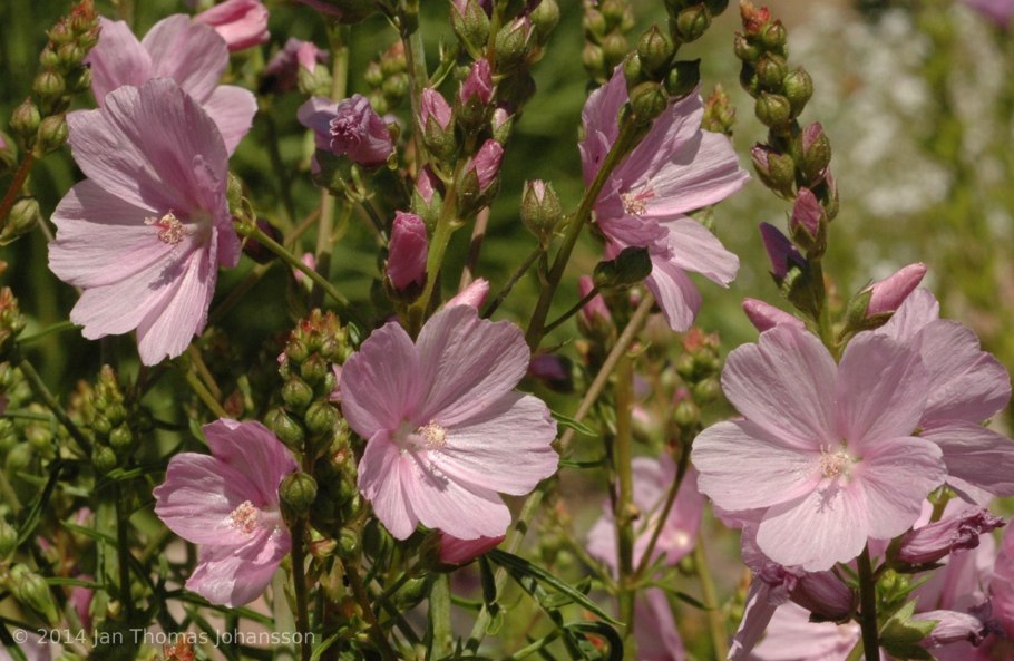 Сидальцея Лисья