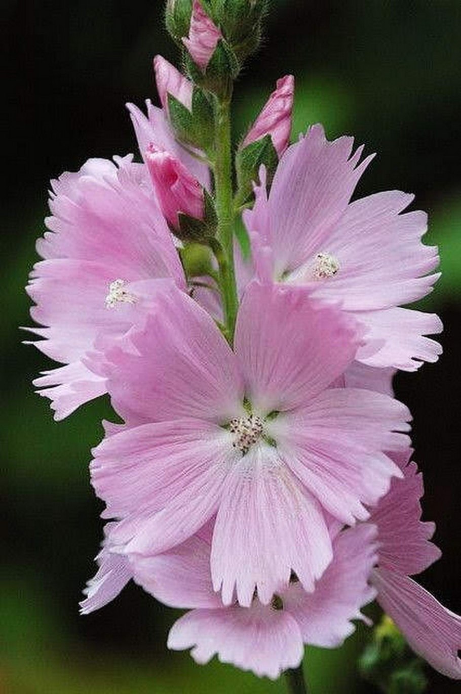 Сидальцея орегано