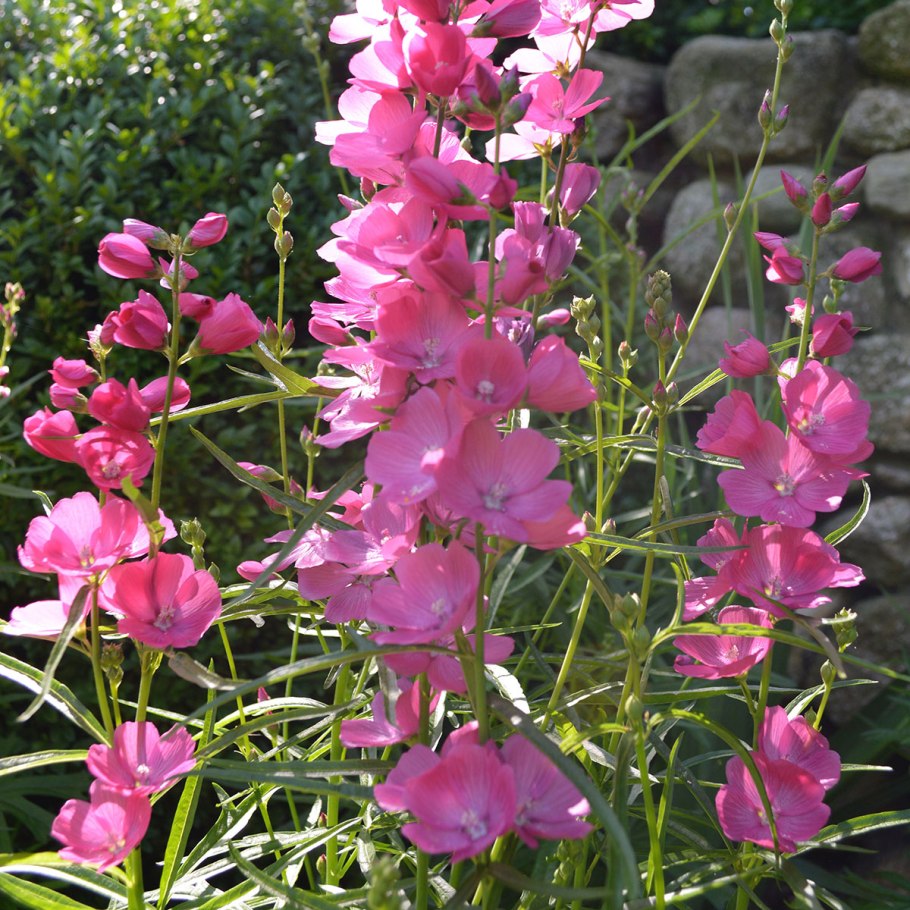 Сидальцея Орегонская бриллиант