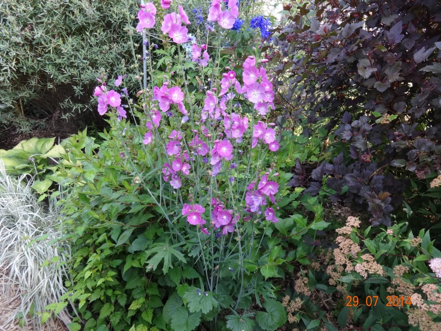 Сидальцея мальвоцветковая Элси Хью