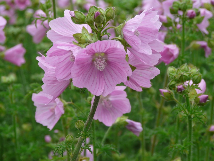 Сидальцея Эльза Хьюдж