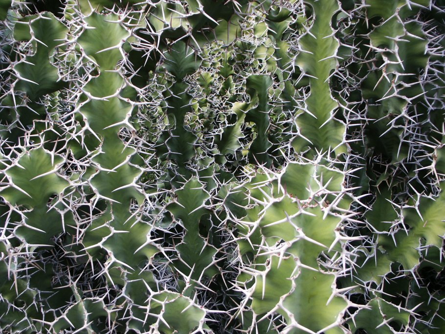 Euphorbia grandicornis