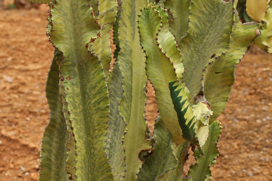 Молочай цереусовидный (Euphorbia cereiformis)