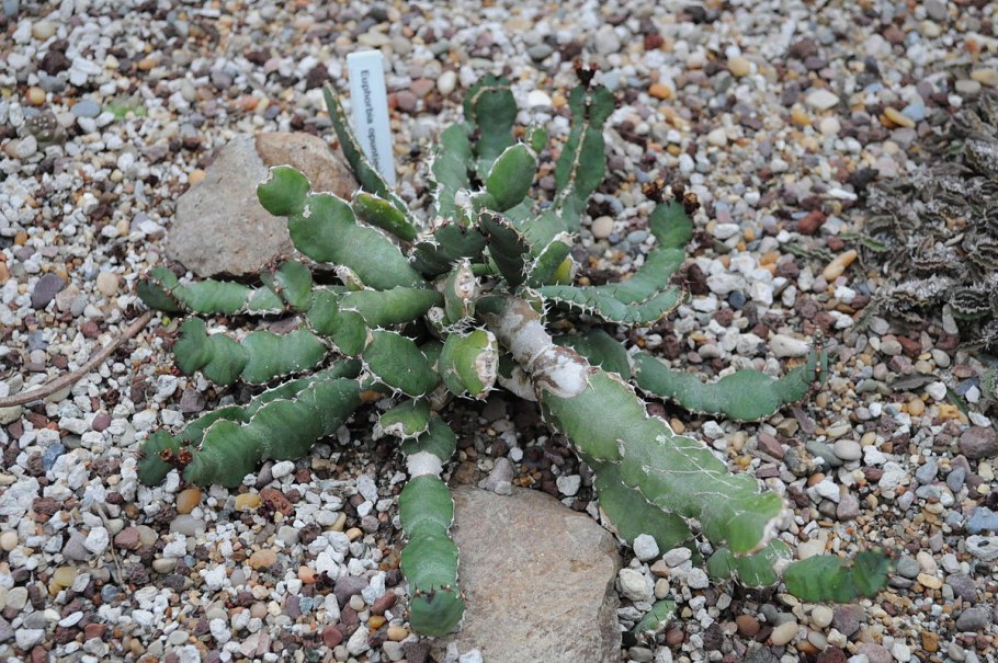 Молочай длиннорогий