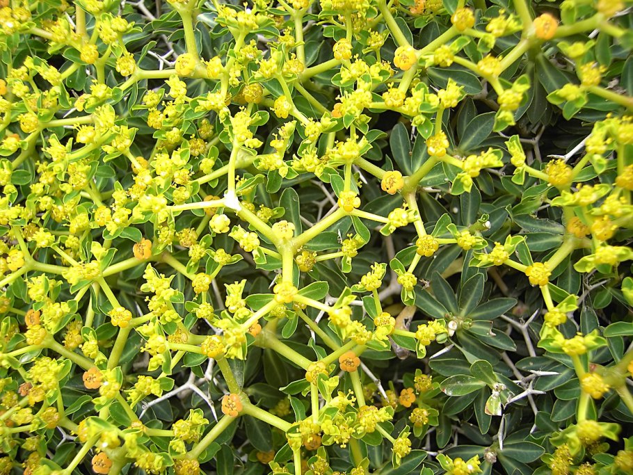 Молочай грандикорнис