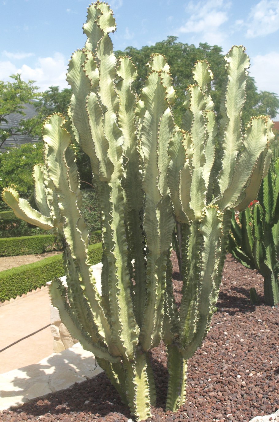 Молочай желтый