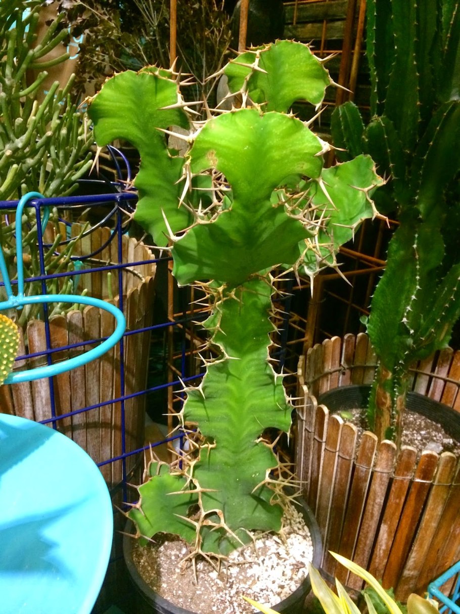 Молочай канделябровый