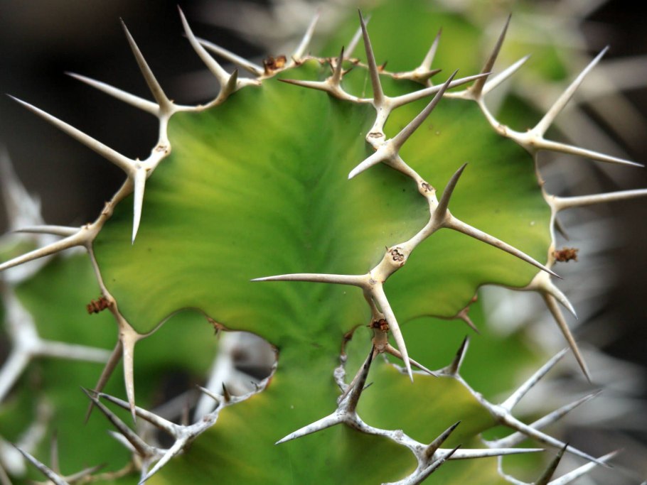 Эуфорбия мелоформис Вариегата