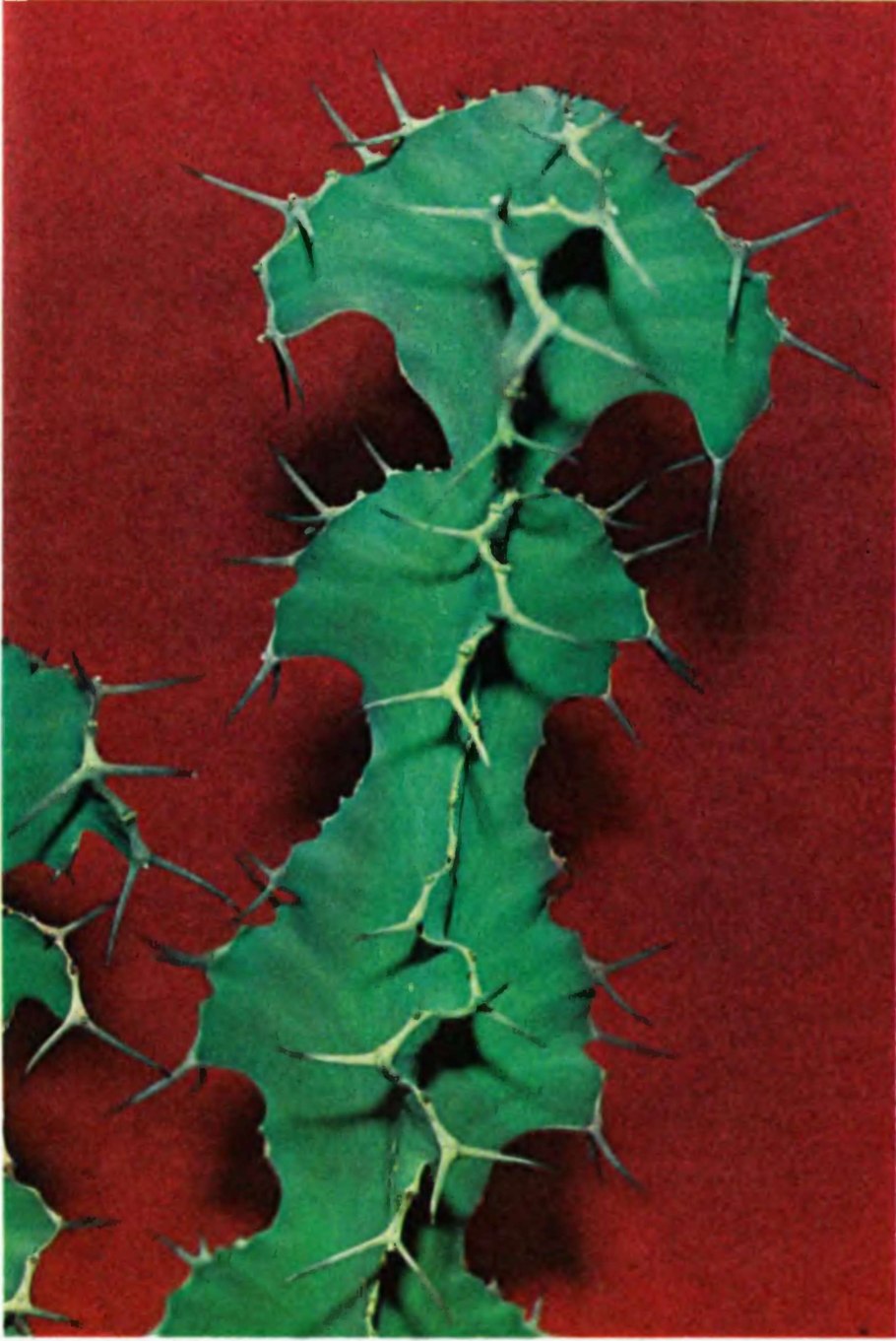 Молочай грандикорнис