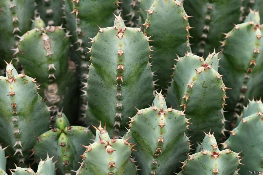 Эуфорбия эскулента