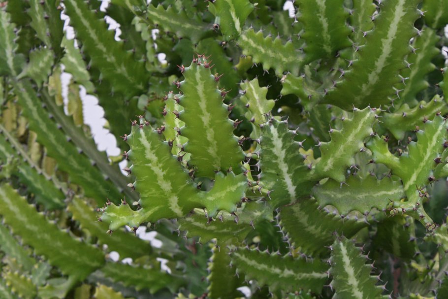 Euphorbia grandicornis