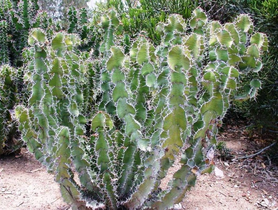 Молочай грандикорнис