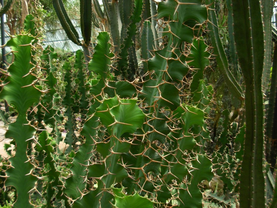 Euphorbia polyacantha