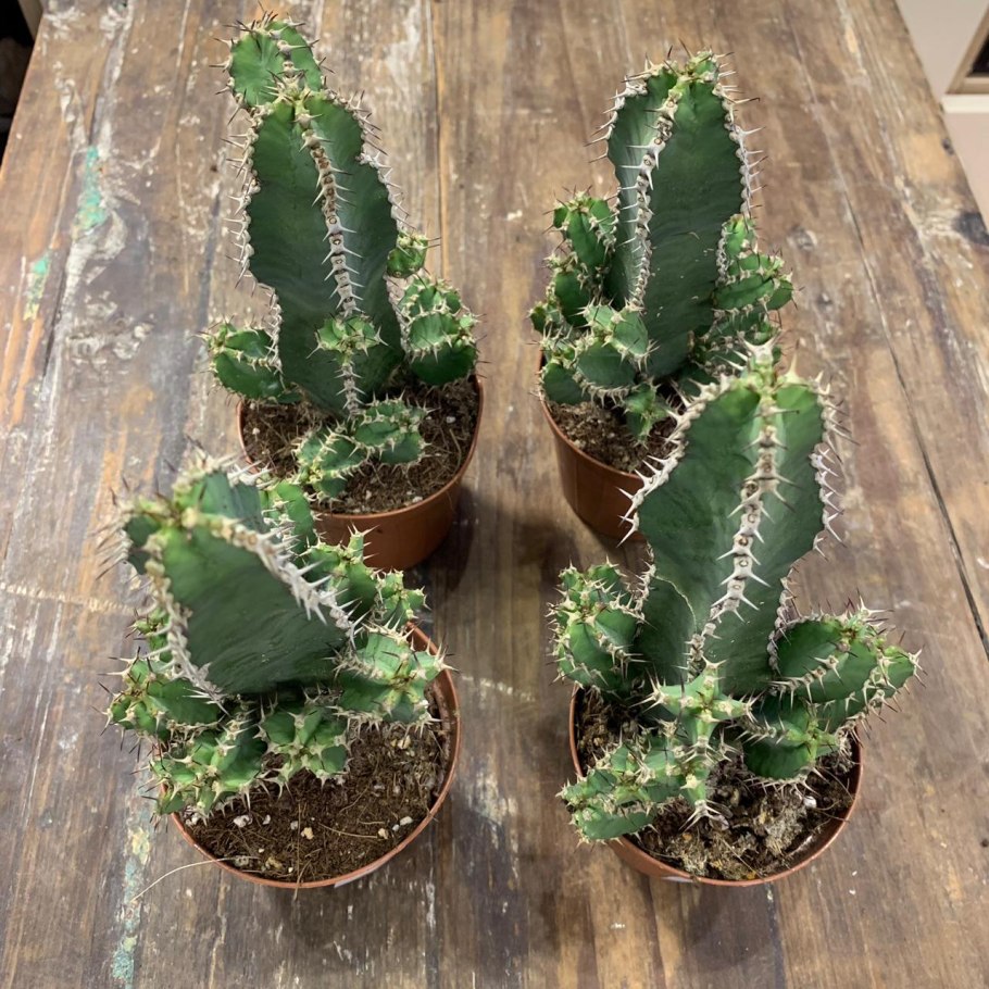 Эуфорбия фульгенс