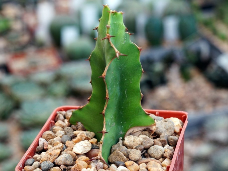 Euphorbia loricata