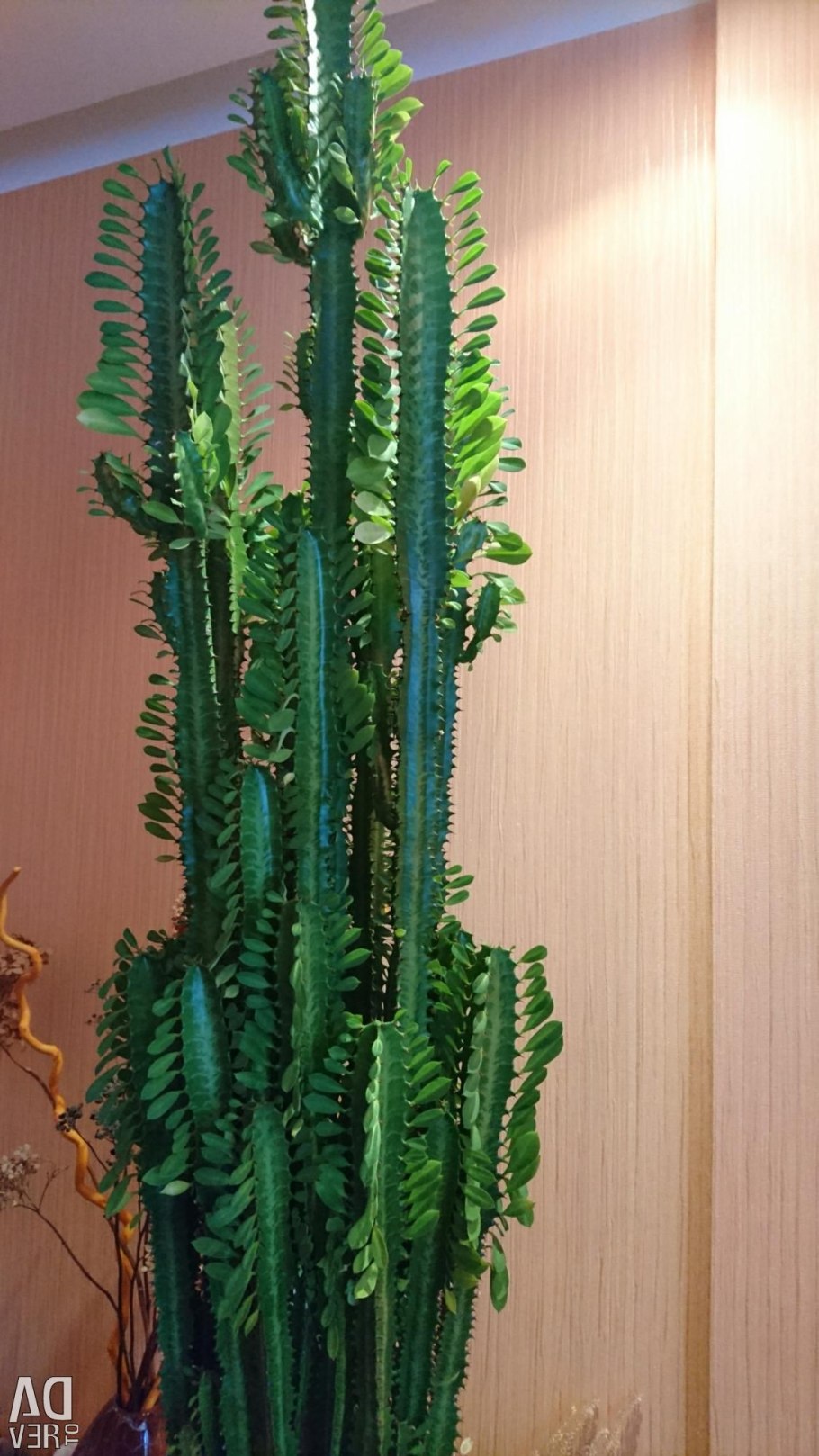 Молочай энопла