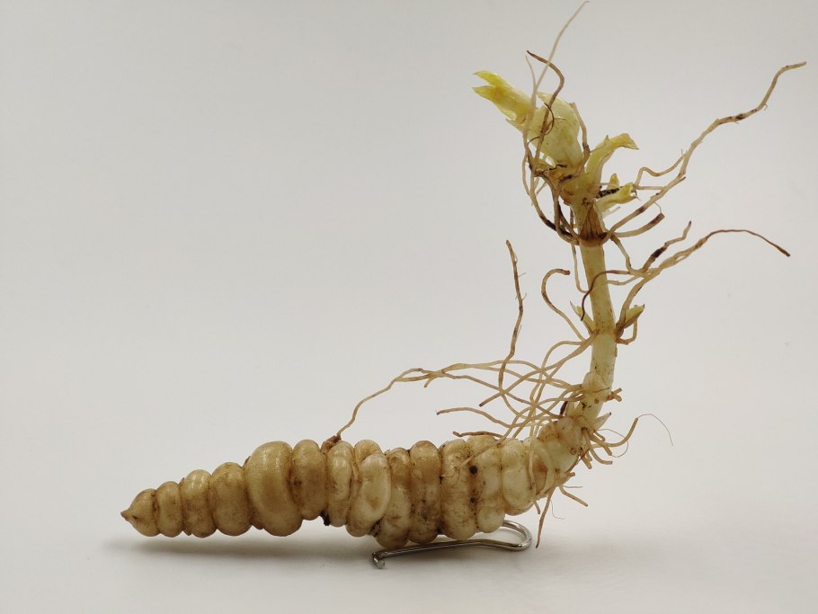 Стахис китайский артишок