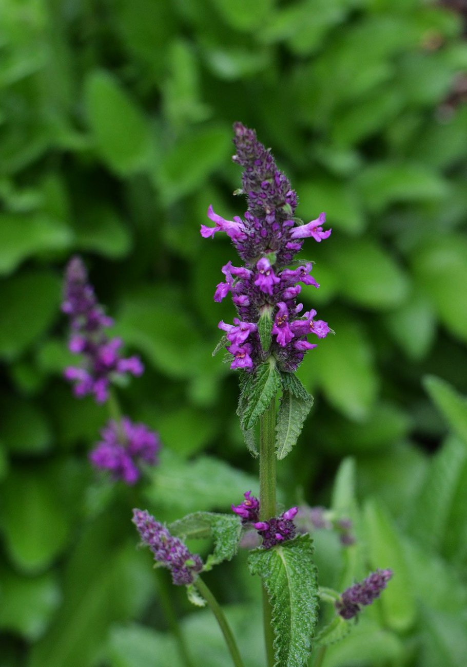 Стахис Монье Хуммело