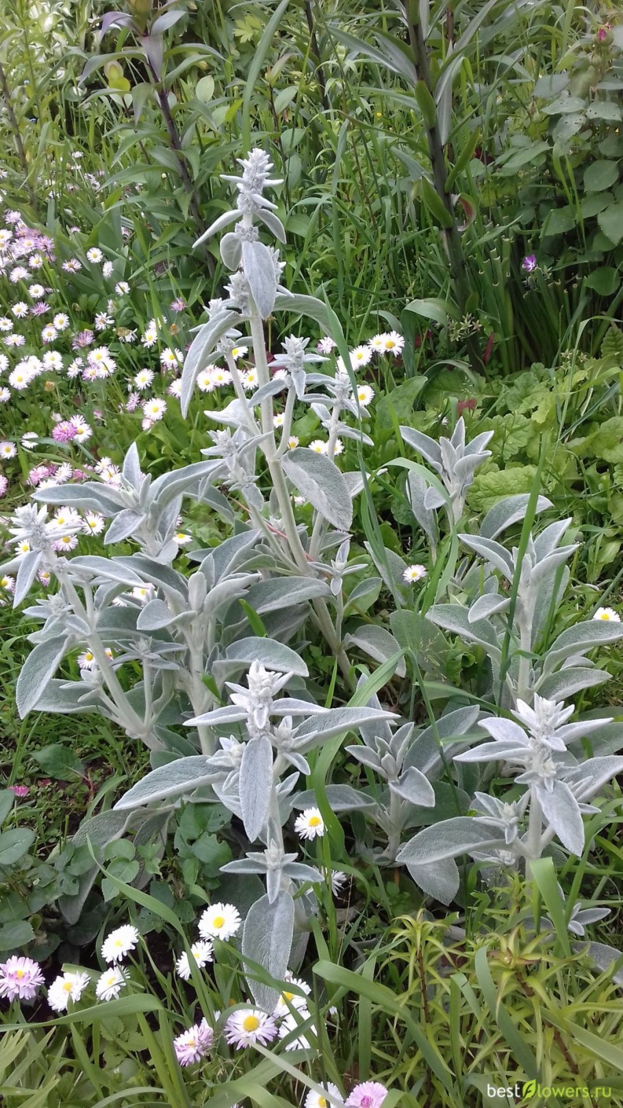 Чистец германский