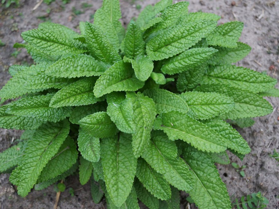 Чистец Византийский Примроуз Херон