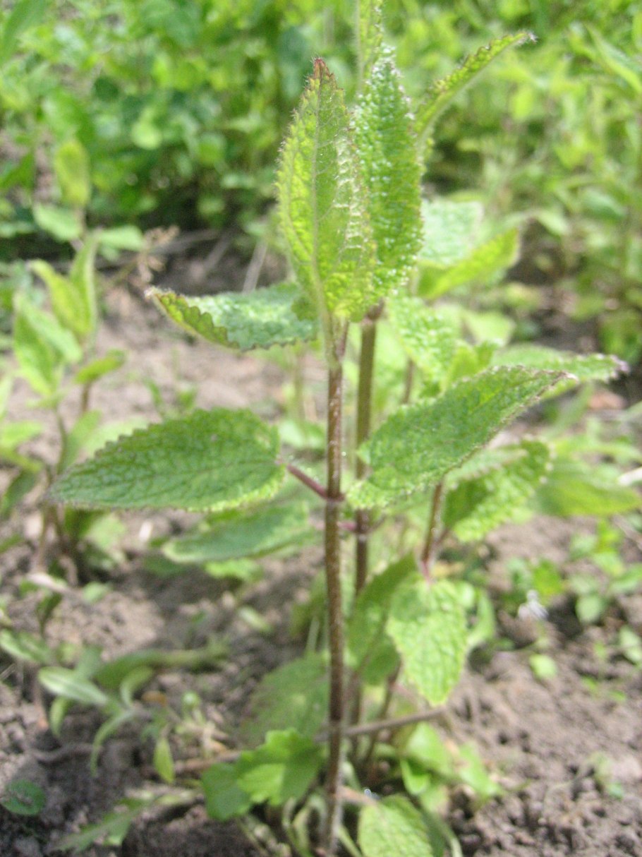 Стахис китайский артишок