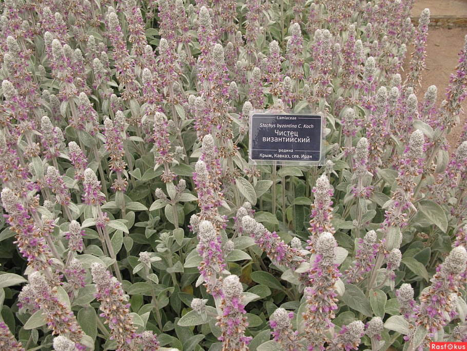 Стахис китайский артишок