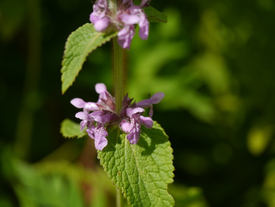 Китайский артишок чистец