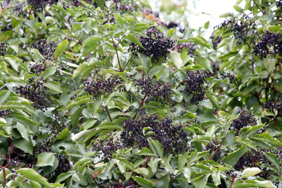 Бузина Sambucus nigra