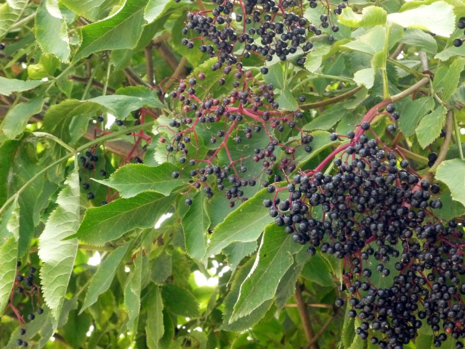 Бузина черная (Sambucus nigra)