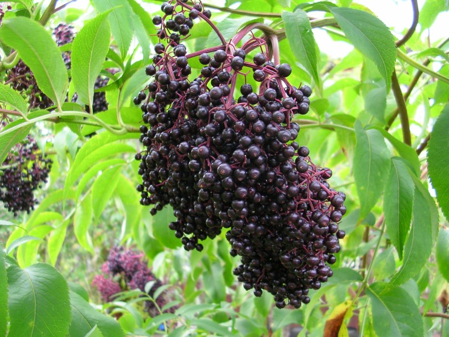 Бузина чёрная Блэк Тауэр